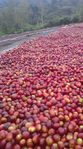 Monig-coffee-processing-industry (1)