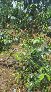 Monig-coffee-processing-industry (12)