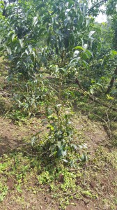 Monig-coffee-processing-industry (13)