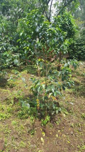 Monig-coffee-processing-industry (14)