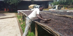 Monig-coffee-processing-industry (16)