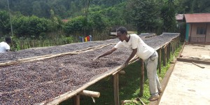 Monig-coffee-processing-industry (17)