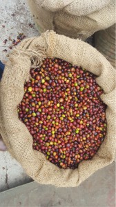 Monig-coffee-processing-industry (19)