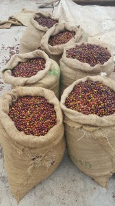 Monig-coffee-processing-industry (21)