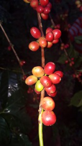 Monig-coffee-processing-industry (23)